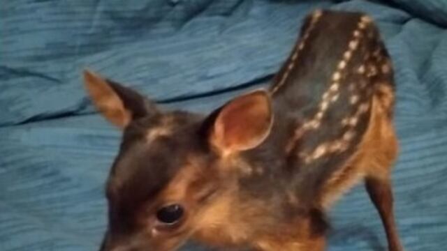 Puerto Esperanza: rescatan a un venado bebé.