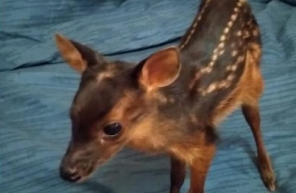 Puerto Esperanza: rescatan a un venado bebé