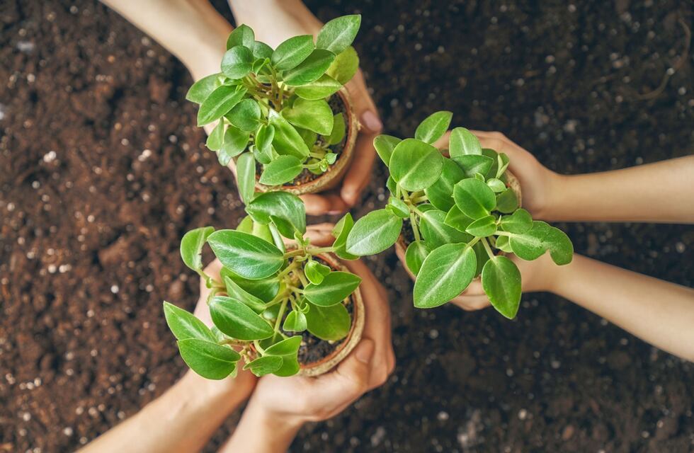 Ecoplatónica, el emprendimiento familiar que se basa en la cosmética natural