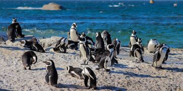Investigan la muerte de más de un centenar de pingüinos en Punta Tombo (Pexels:  Beachbumology).