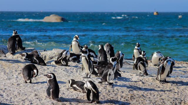Investigan la muerte de más de un centenar de pingüinos en Punta Tombo (Pexels:  Beachbumology).