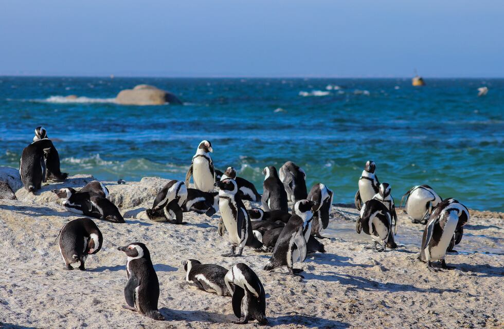 Denuncian que un vecino de Punta Tombo aplastó 140 nidos de pingüinos y electrificó a otro centenar
