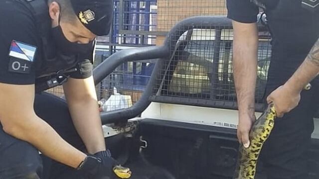 La serpiente fue trasladada para realizarle curaciones.