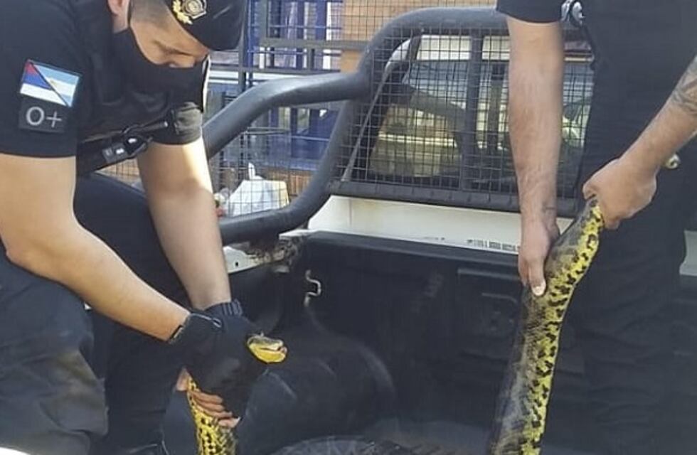 Capturan una serpiente de más de 2 metros en la Costanera Oeste de Posadas