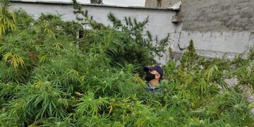 Los efectivos de la Policía Federal detuvieron a tres personas y secuestraron además más de 19.000 semillas de la droga y más de 3 kilos de cogollos.  Gentileza Policía Federal