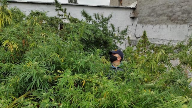 Los efectivos de la Policía Federal detuvieron a tres personas y secuestraron además más de 19.000 semillas de la droga y más de 3 kilos de cogollos. Gentileza Policía Federal