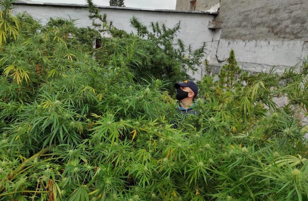 Hallaron en una casa de Maipú 53 plantas de marihuana