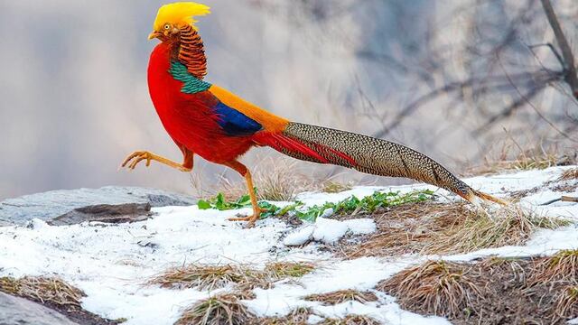 El faisán dorado es el ave asiática que se apareció en Corrientes.