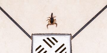 escorpión casa
Scorpión alacran Foto 123RF