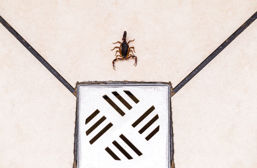 Alacranes y altas temperaturas: cómo prevenir picaduras y qué hacer si te pican