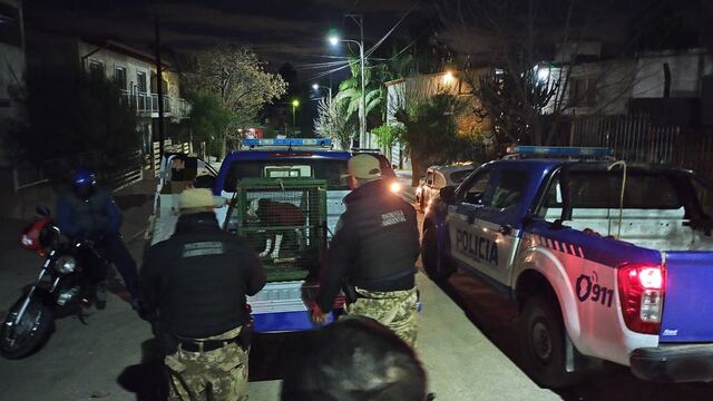 Pitbull secuestrado por atacar a un niño