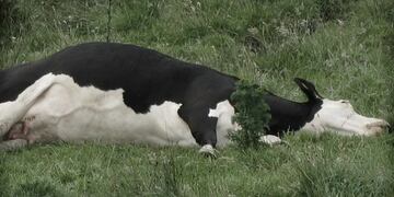 Murieron más de 200 vacas en un campo de Corrientes por presunta intoxicación. (Imagen ilustrativa).