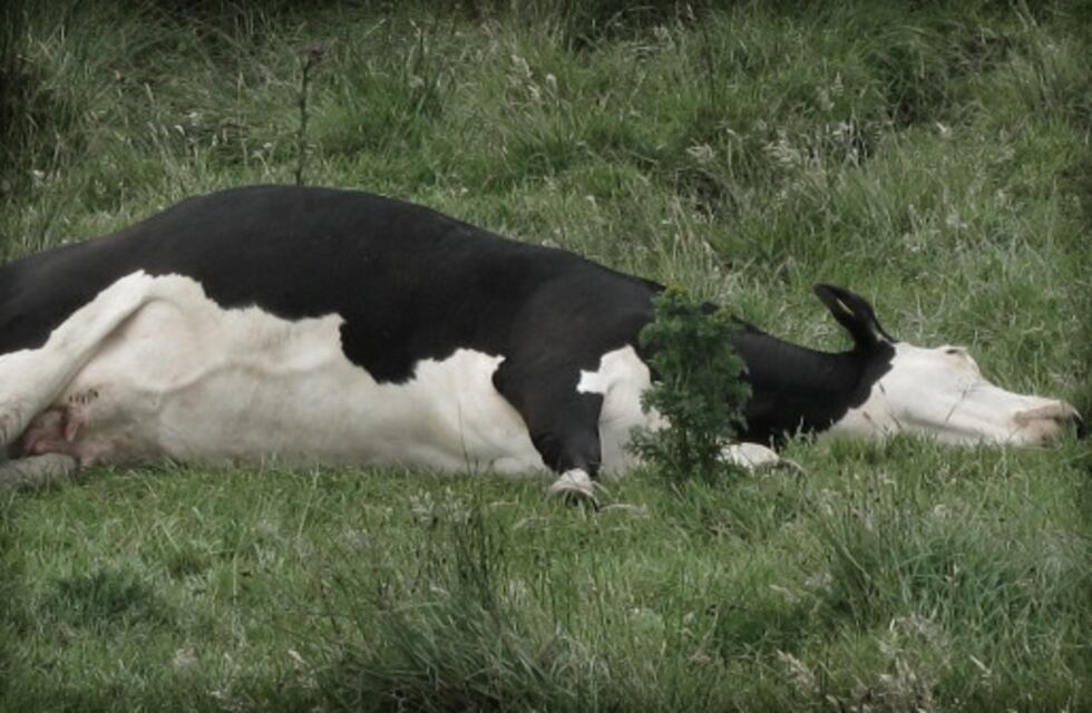 Video: murieron más de 200 vacas en un campo de Corrientes y generó una pérdida millonaria