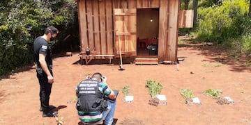 Hallaron una plantación de marihuana en Campo Ramón