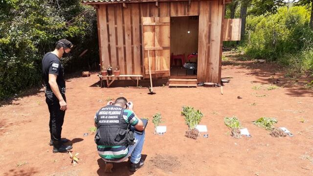Hallaron una plantación de marihuana en Campo Ramón