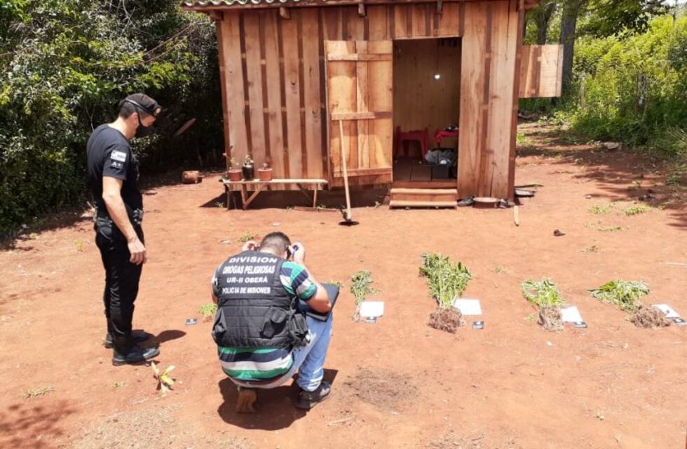 Hallaron una plantación de marihuana en Campo Ramón