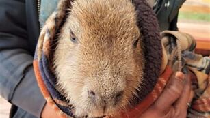 Wanda: rescataron a una cría de carpincho que deambulaba por la zona urbana.