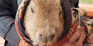 Wanda: rescataron a una cría de carpincho que deambulaba por la zona urbana.