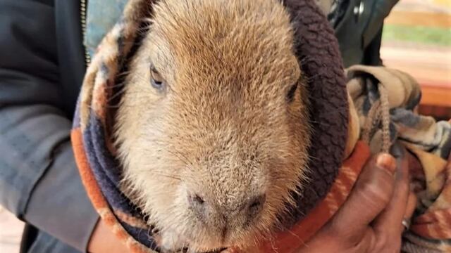 Wanda: rescataron a una cría de carpincho que deambulaba por la zona urbana.