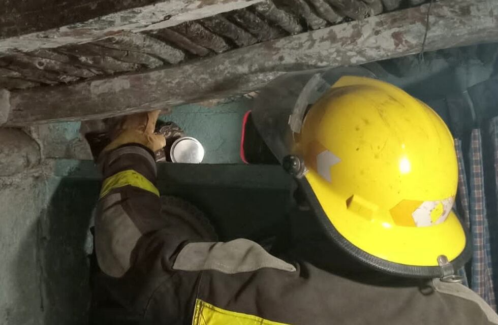 De terror, en Córdoba: escucharon ruidos en el techo y se toparon con un animal de dos metros