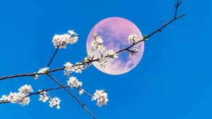 Cuándo sucederá la magia de la Luna Rosa y qué rituales hacer para atraer el amor