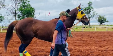 “Habibi Seis”, el caballo que recibió eutanasia. (Misiones Online)