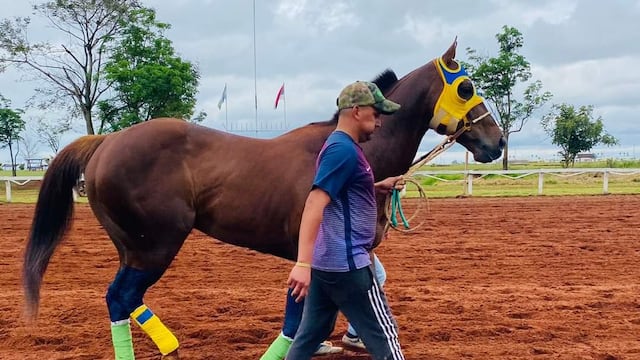 “Habibi Seis”, el caballo que recibió eutanasia. (Misiones Online)