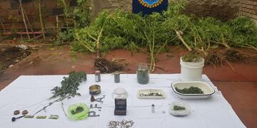 Tenía el cultivo de marihuana en el patio de la casa.