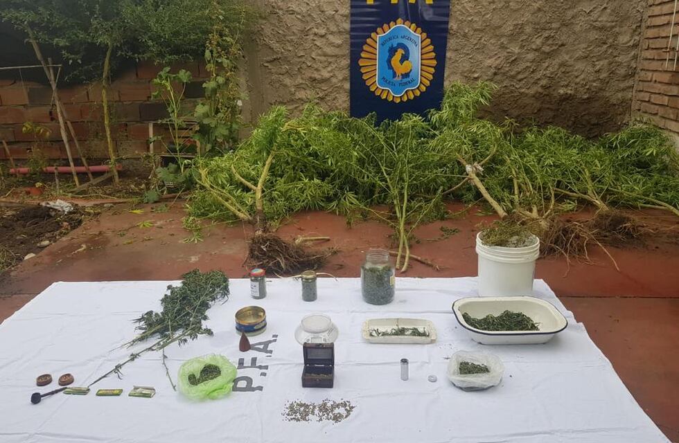 Policía Federal detuvo a un narco que tenía un cultivo de marihuana en la casa