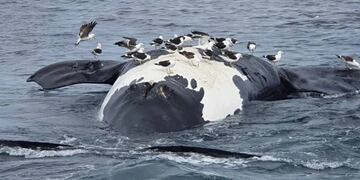 Encontraron media docena de ejemplares de ballenas muertas en Puerto Pirámides.