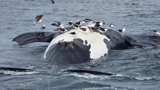 Encontraron media docena de ejemplares de ballenas muertas en Puerto Pirámides.