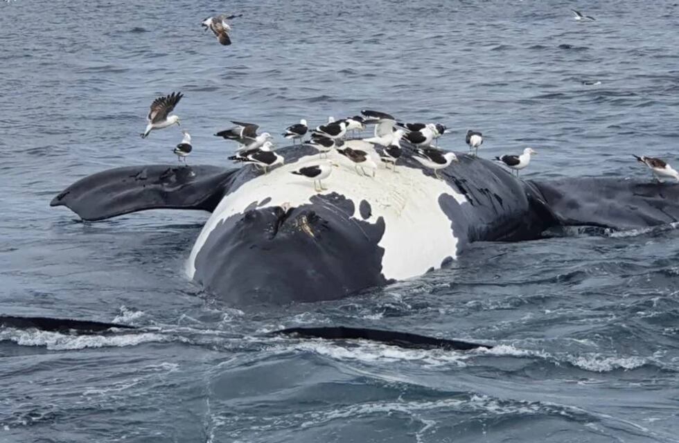 Puerto Pirámides: murieron seis ballenas en menos de 72 horas