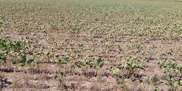 Nación declaró emergencia y desastre agropecuaria en Santa Fe.