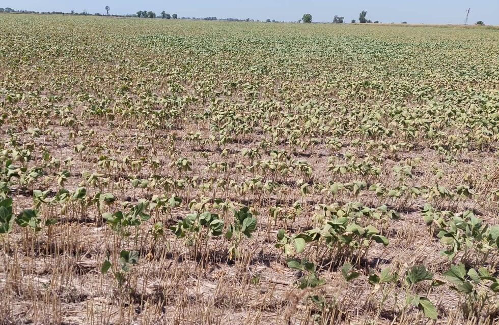 Santa Fe fue declarada en “emergencia y desastre agropecuario” por Nación