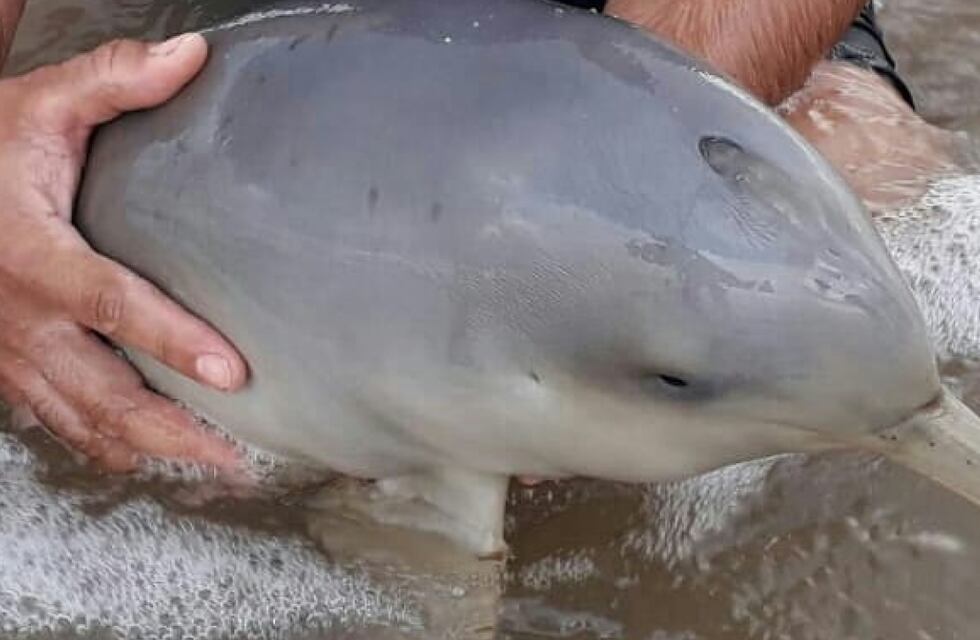 Video insólito: aseguran que capturó un delfín y se lo llevó a modo de trofeo
