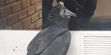 Patrulla Ambiental rescató al animal.