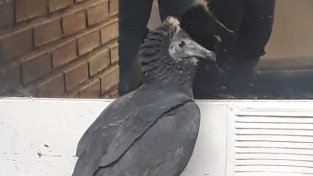 Patrulla Ambiental rescató al animal.