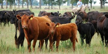 Inseminaciones de rodeo