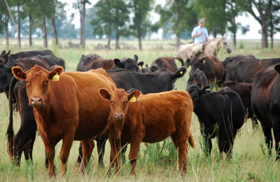 Aplicación de técnicas en reproducción bovina