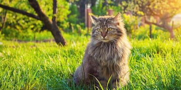 Qué significa que aparezca un gato en tu casa.