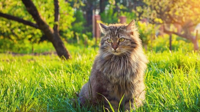 Qué significa que aparezca un gato en tu casa.