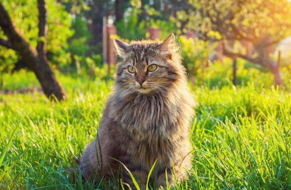 Qué significa que aparezca un gato en tu casa