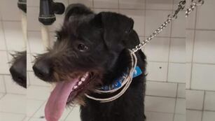 Devolvieron un perrito en Chubut porque era "demasiado grande".