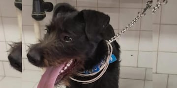 Devolvieron un perrito en Chubut porque era "demasiado grande".