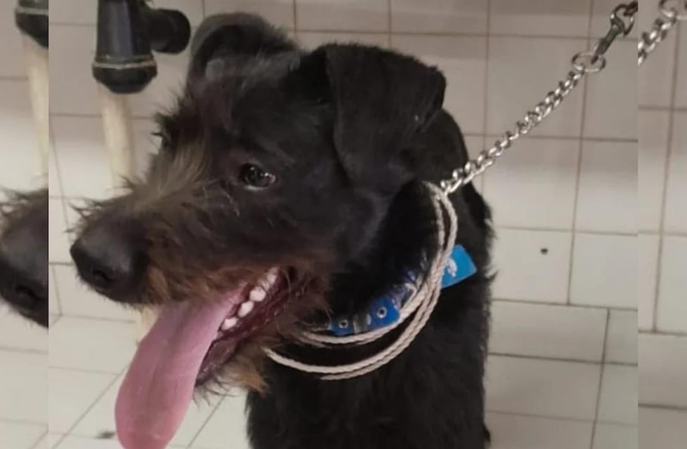 Insólito suceso en Chubut: adoptó un perrito, pero lo devolvió porque había crecido mucho