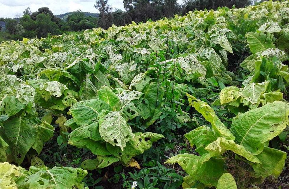 San Vicente: la caída de granizo destruyó galpones y plantaciones