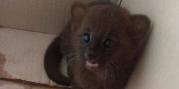 Resguardaron a un cachorro de Yaguarundí en Guaraní