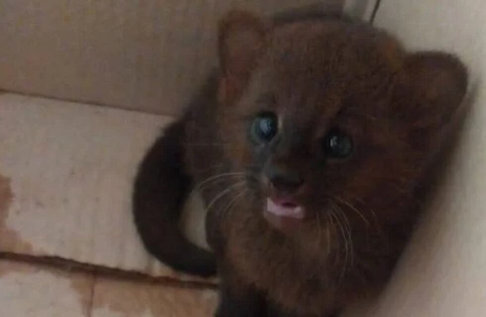 Guaraní: resguardaron a un cachorro de Yaguarundí que apareció en el patio de un vecino