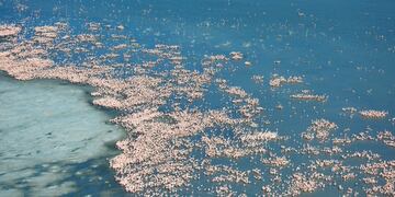 Colonia de flamencos en el Mar de Ansenuza.