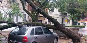 La fuerte tormenta del domingo a la noche dejó decenas de árboles caídos.